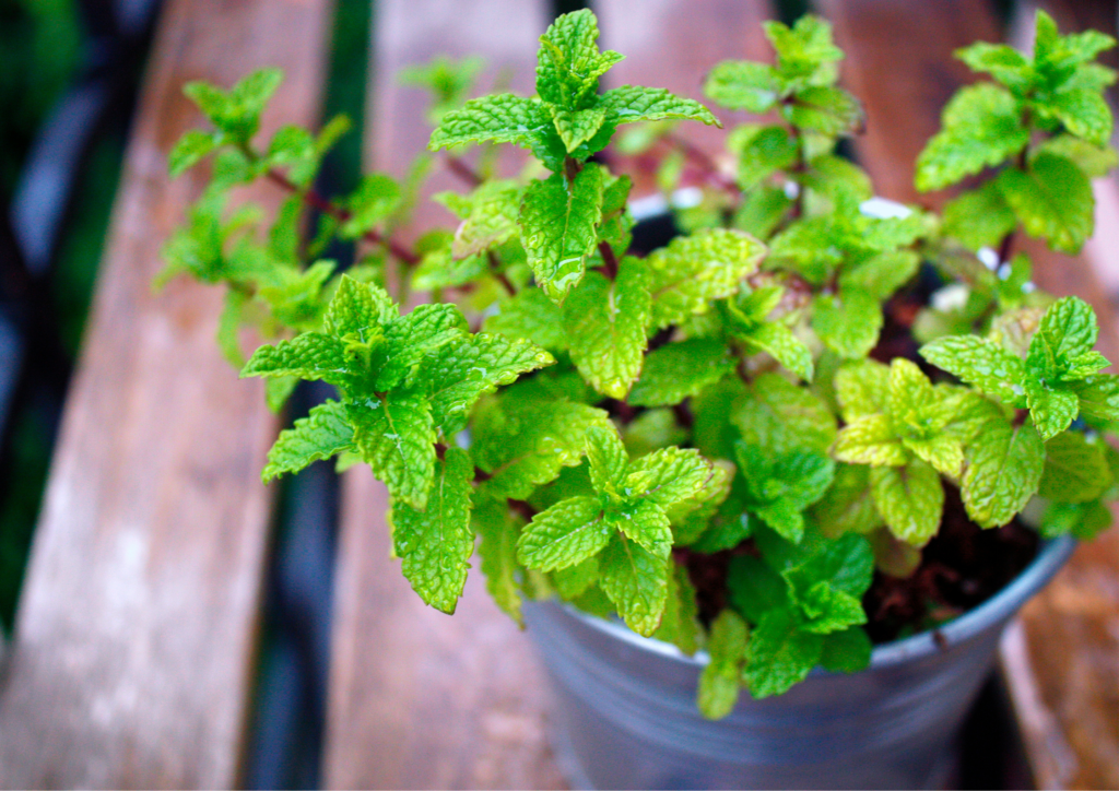 mint plants