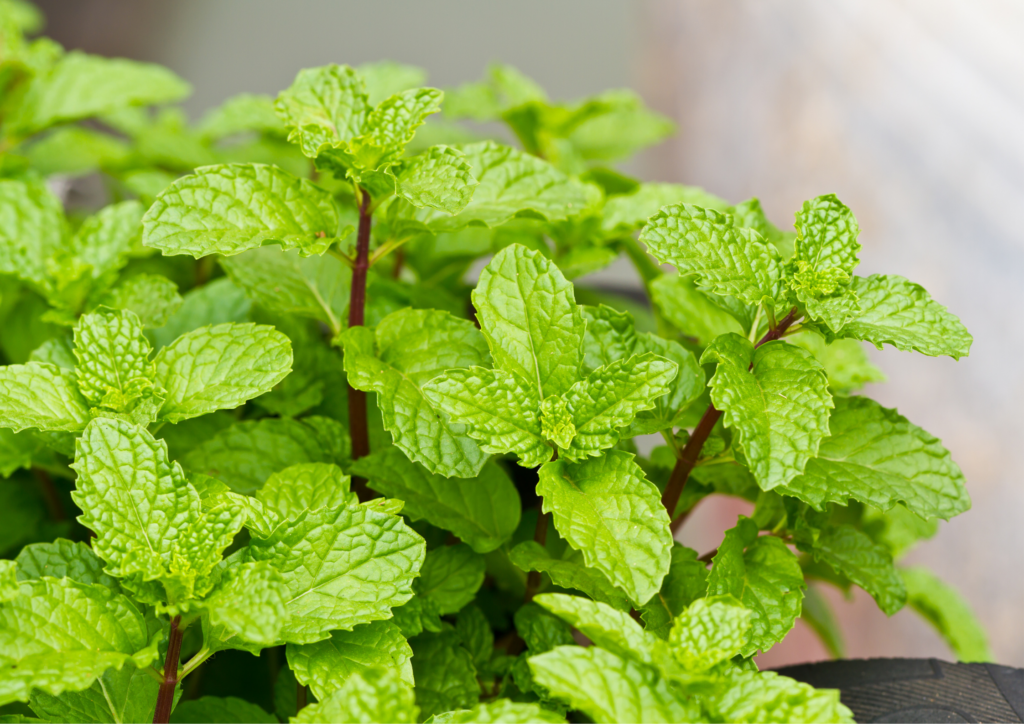 mint plants