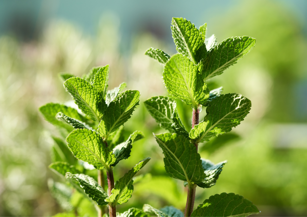 mint plants