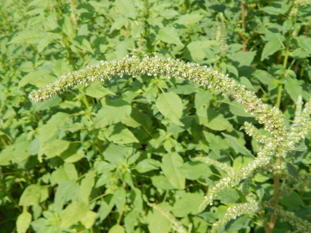 pigweed plants