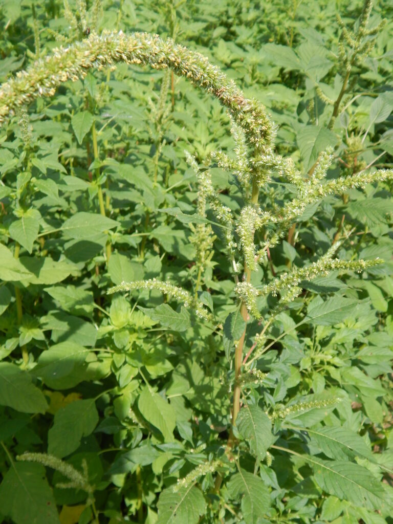 pigweed plants