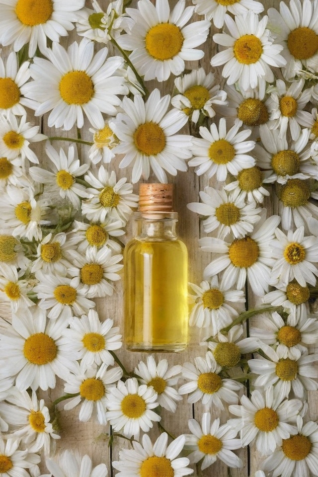 Chamomile Essential Oil