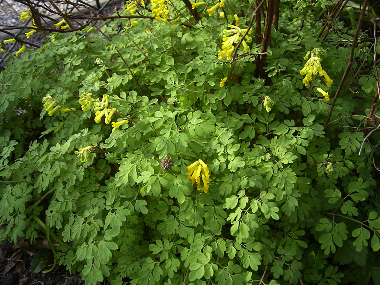 10 Best Deer Resistant Shade Plants