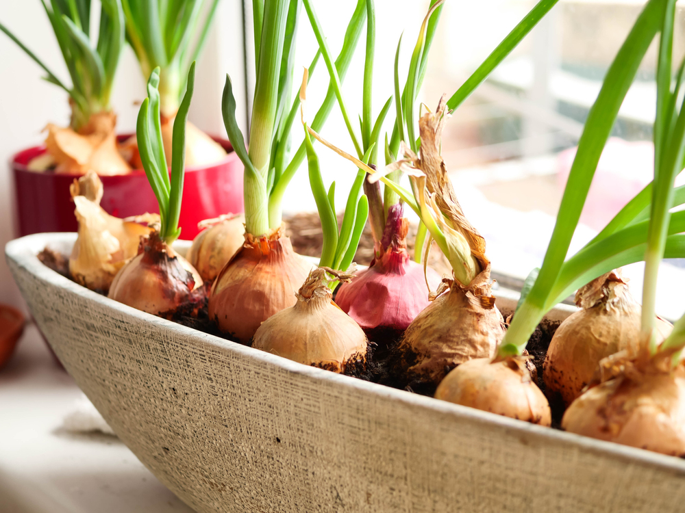 green onions