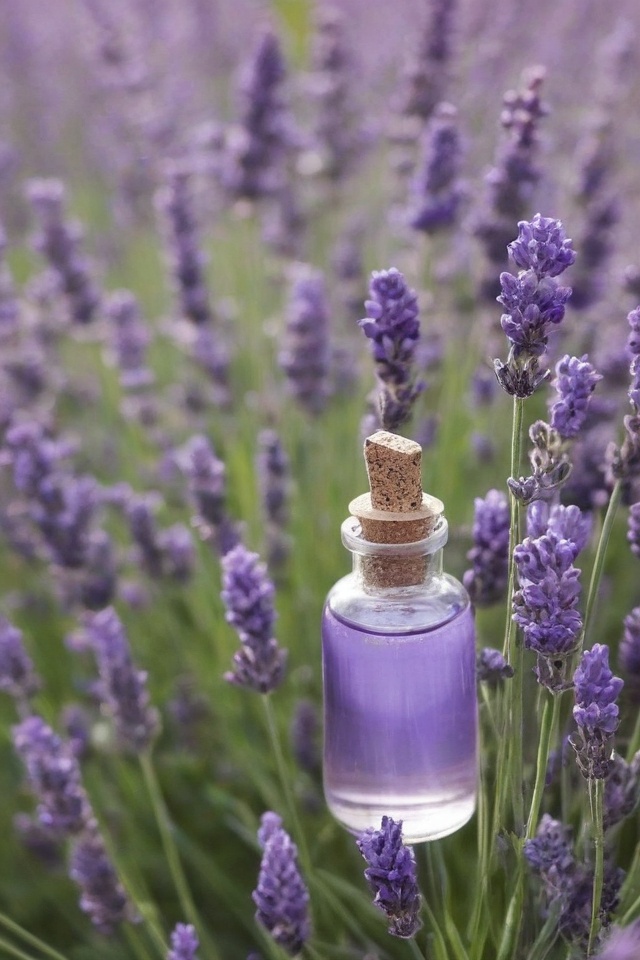 Lavender Essential Oil