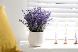 9 Tactics To Grow Lavender Indoors