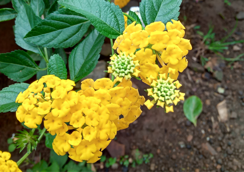 Trailing lantana