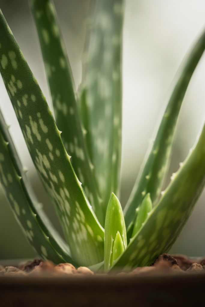 aloe vera