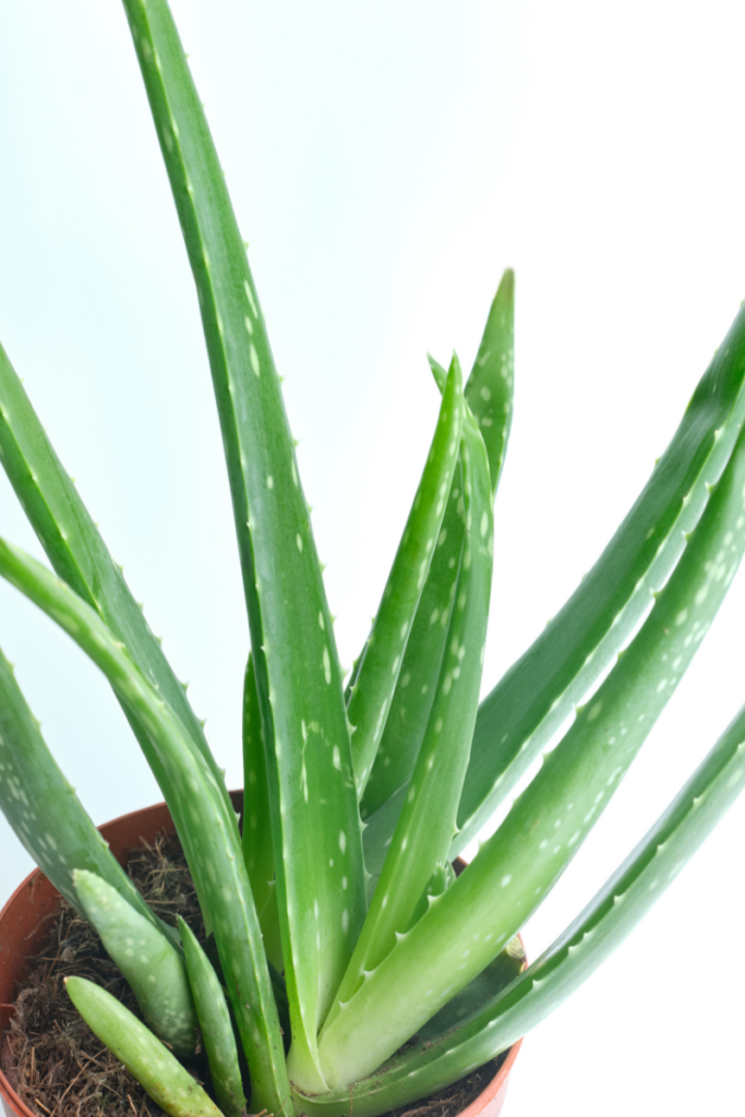 aloe vera