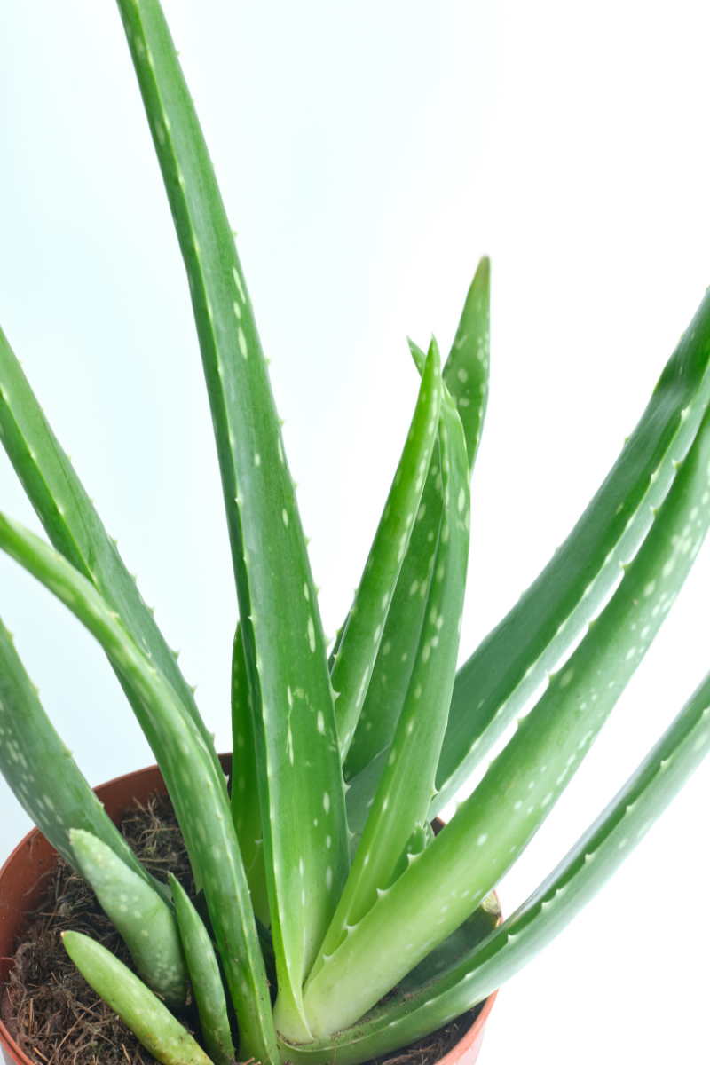 7-ways-to-grow-an-aloe-vera-faster-and-bigger