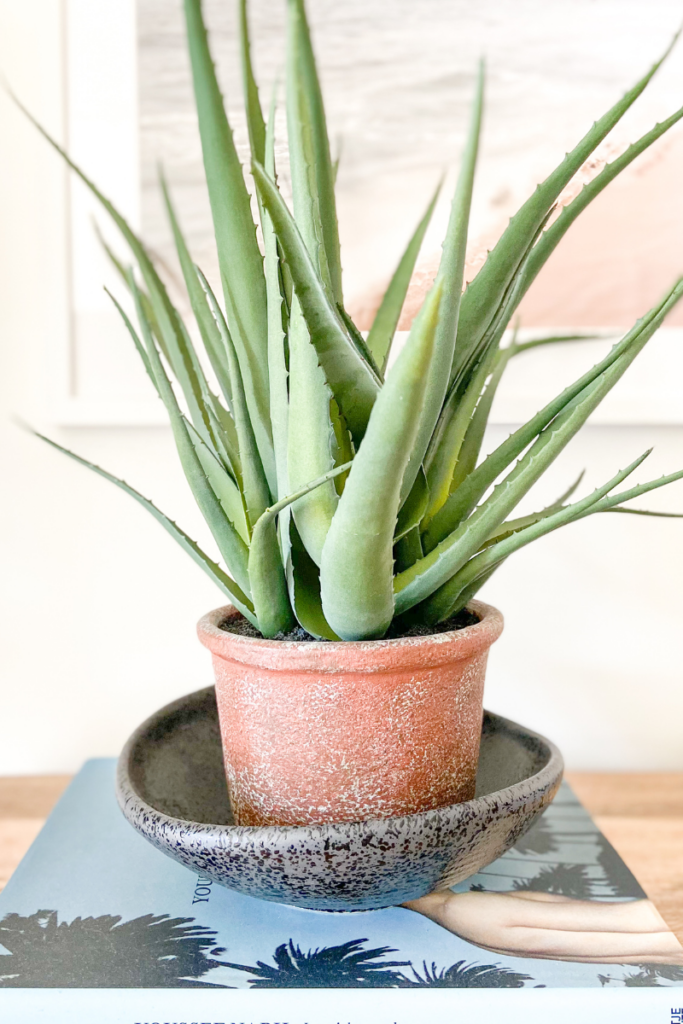 aloe vera