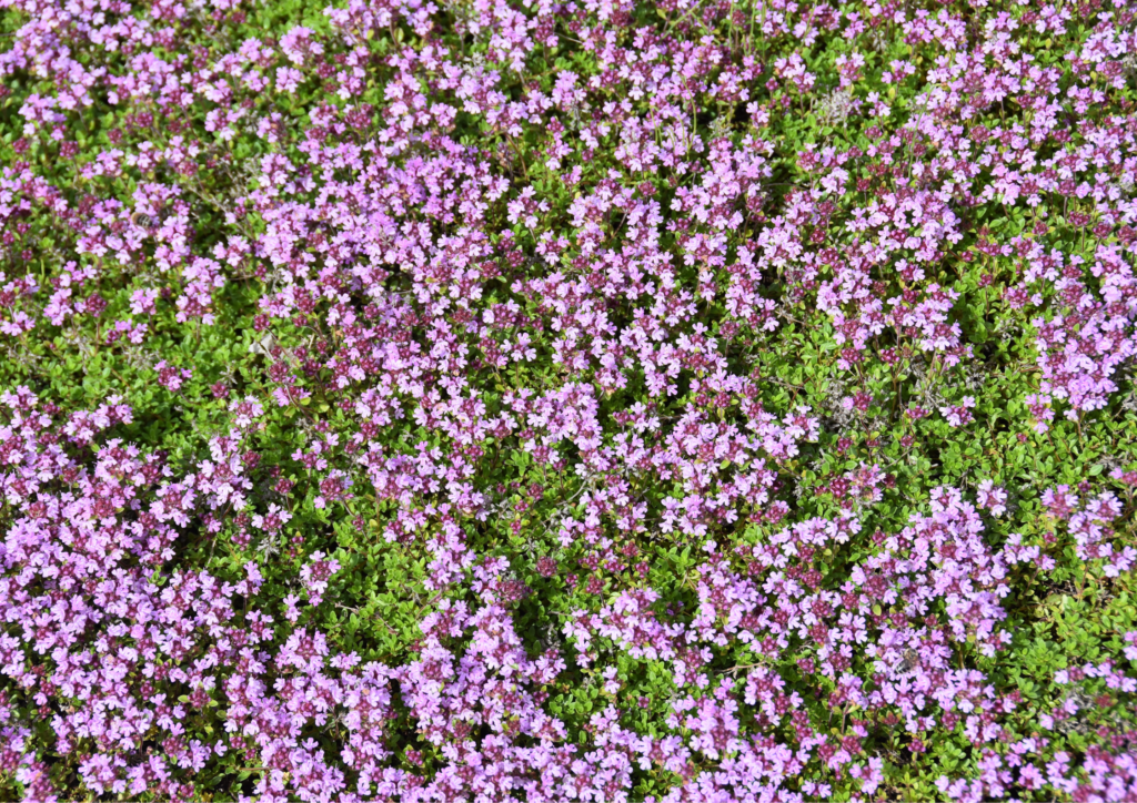 creeping thyme
