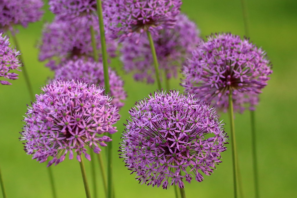 Alliums