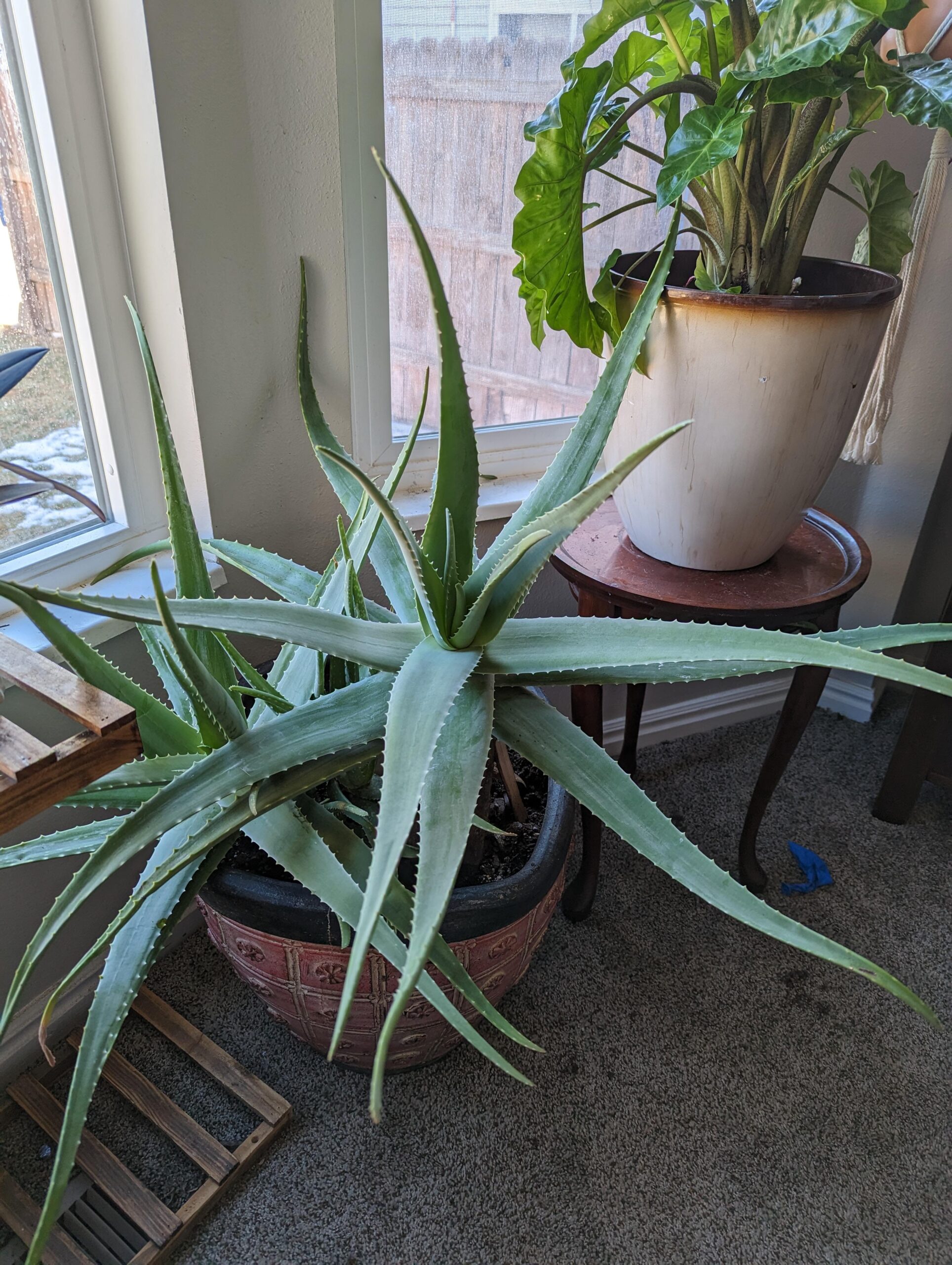 Aloe Vera