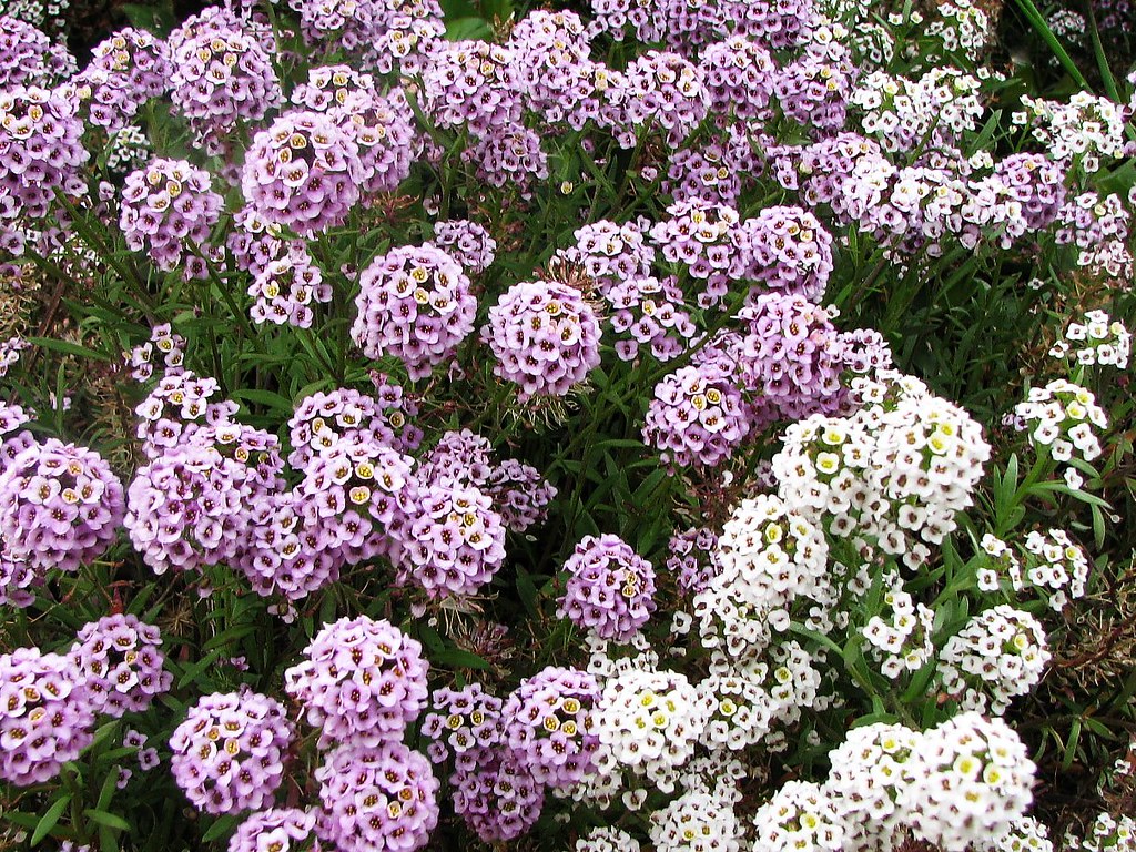 Alyssum