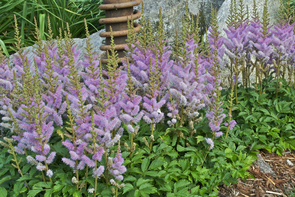 Astilbes