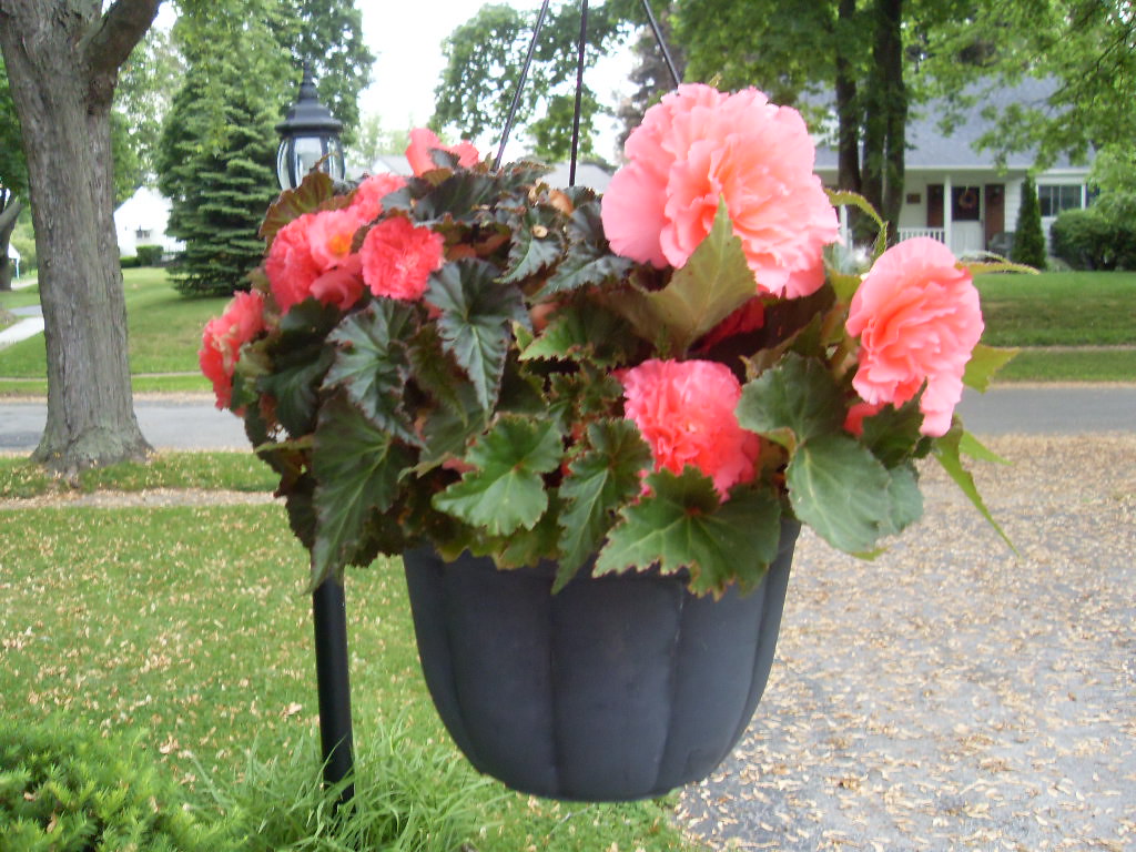 Begonias