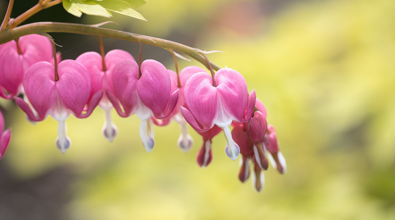 Bleeding Hearts