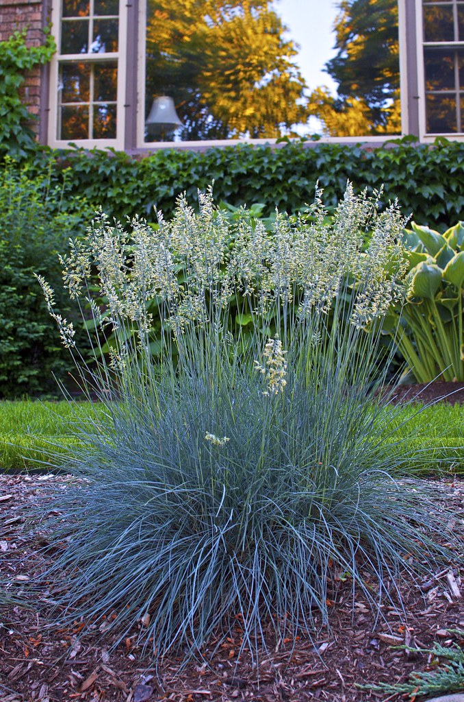 These 10 Ornamental Grasses Are Perfect For Landscaping