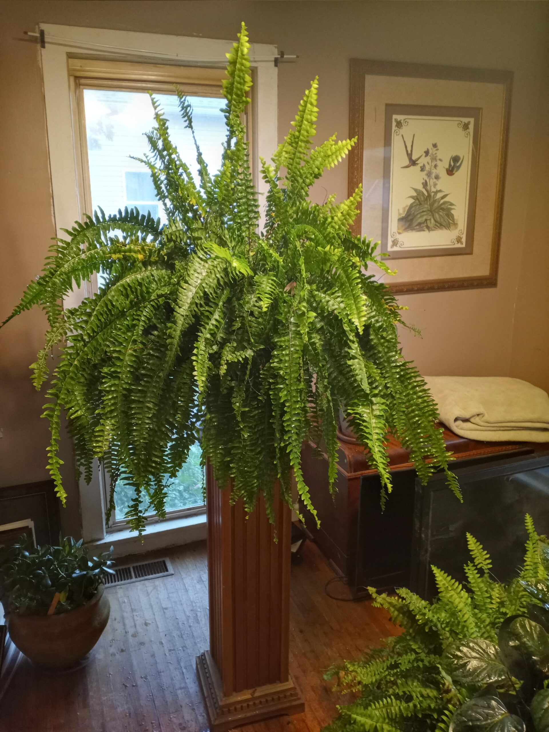 Boston Fern