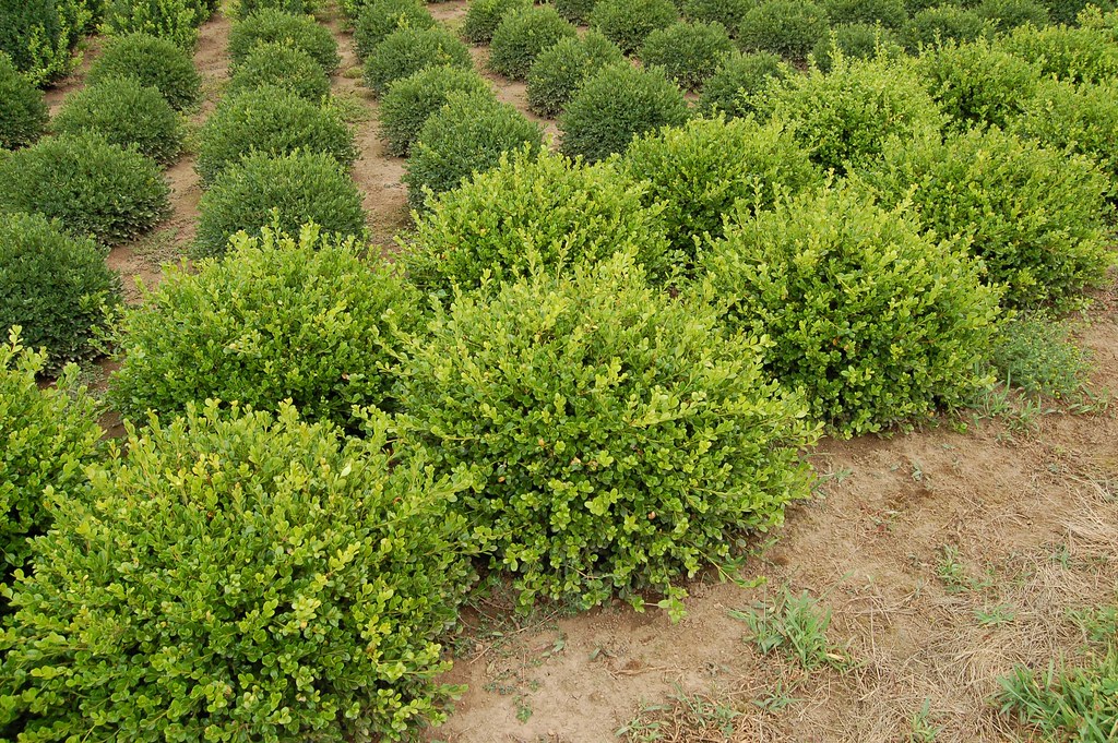 Boxwood