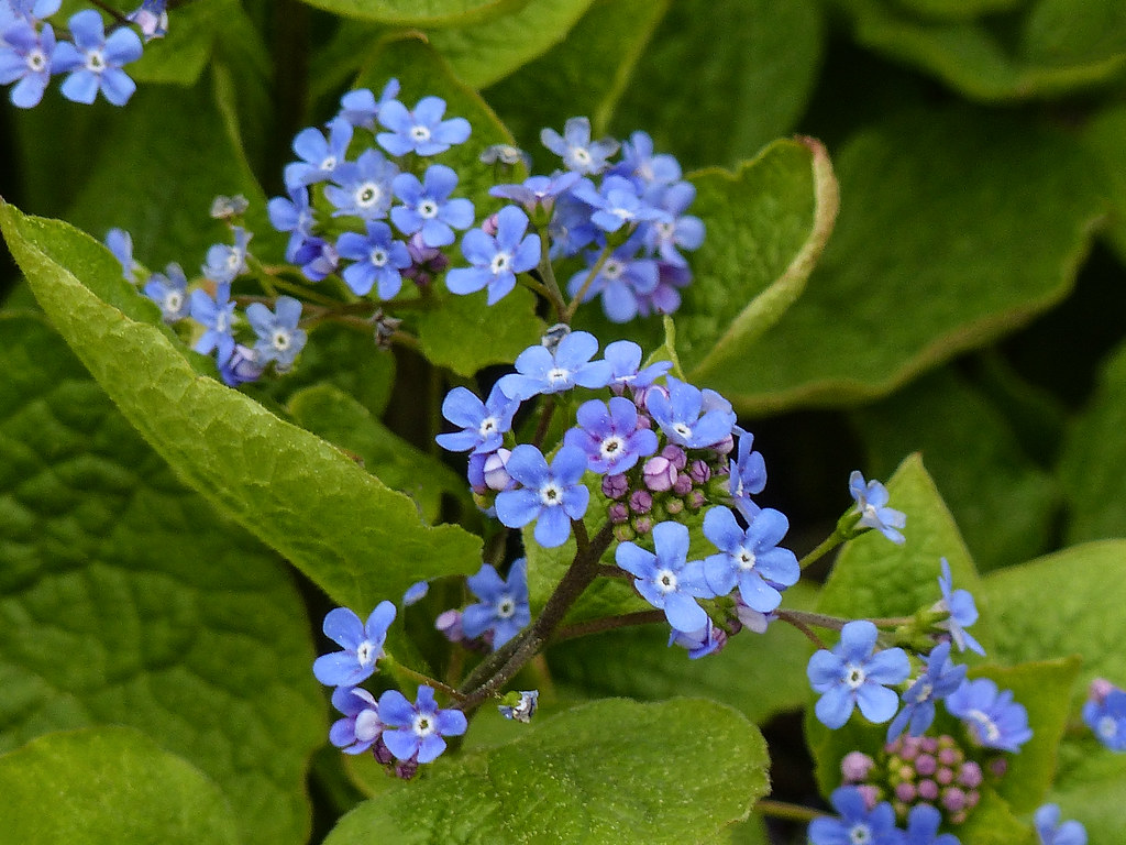 Brunnera