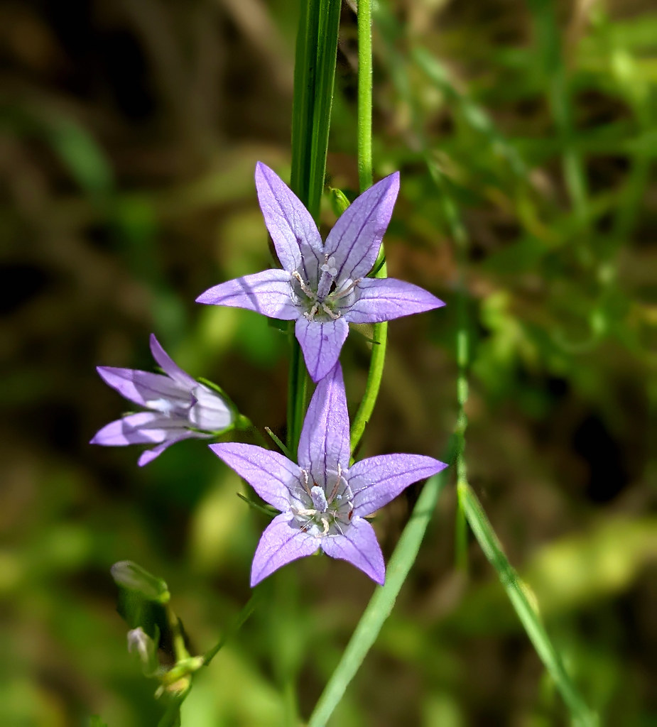 Campanula (Bellflower)