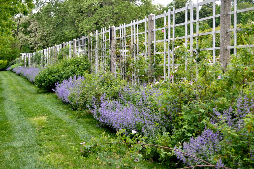 Catmint