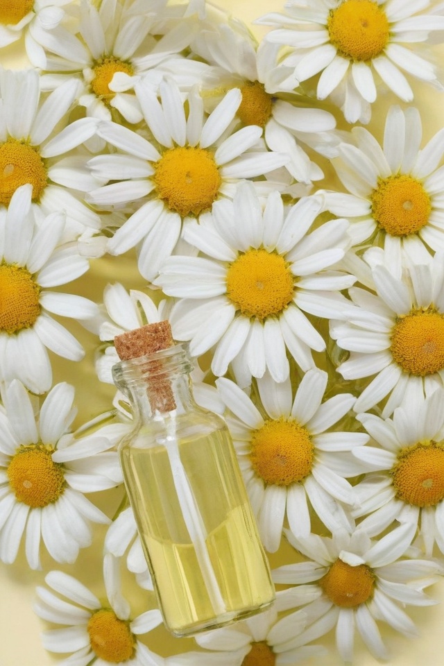 Chamomile Essential Oil