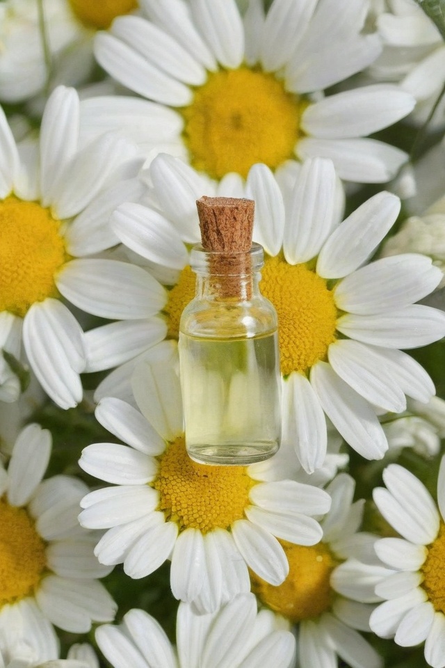 Chamomile Essential Oil