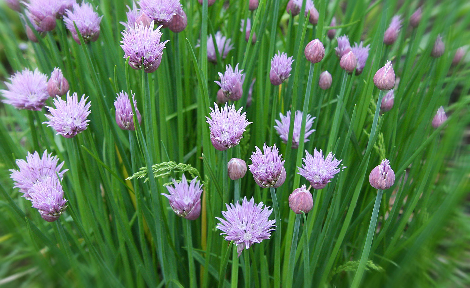 Chives