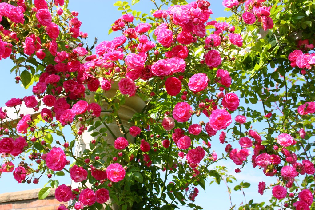 Climbing Roses