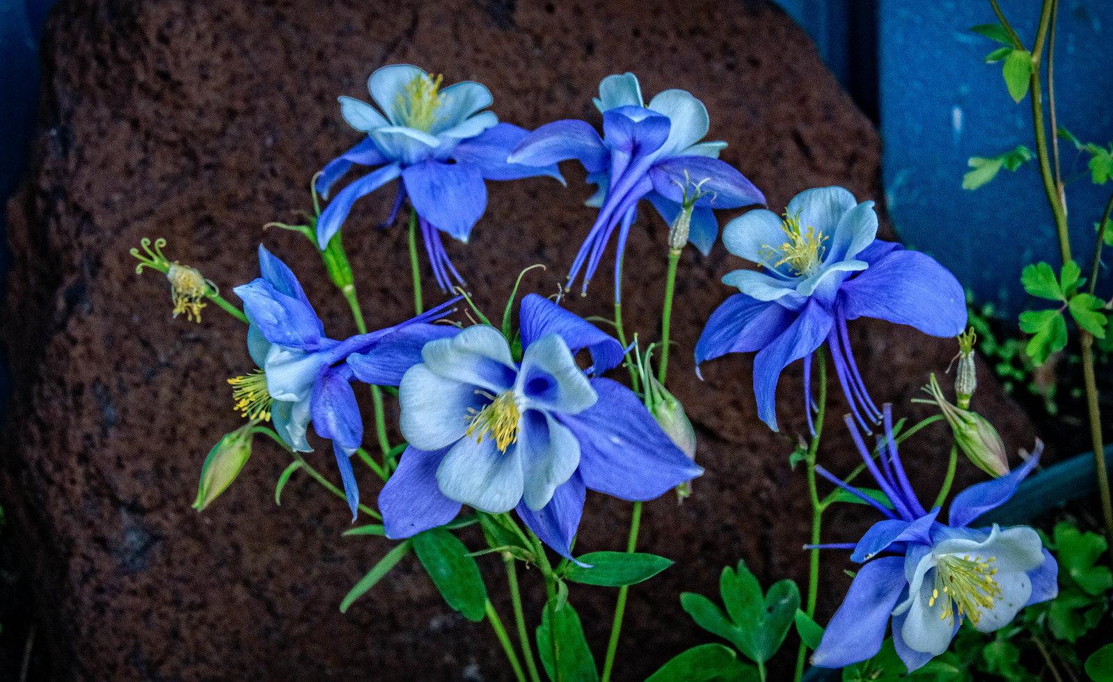 Columbine