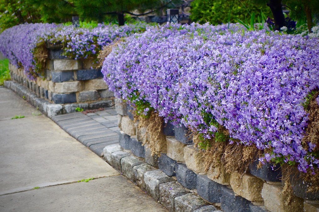 Creeping Phlox