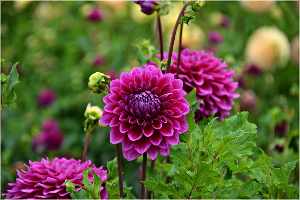 Dahlias