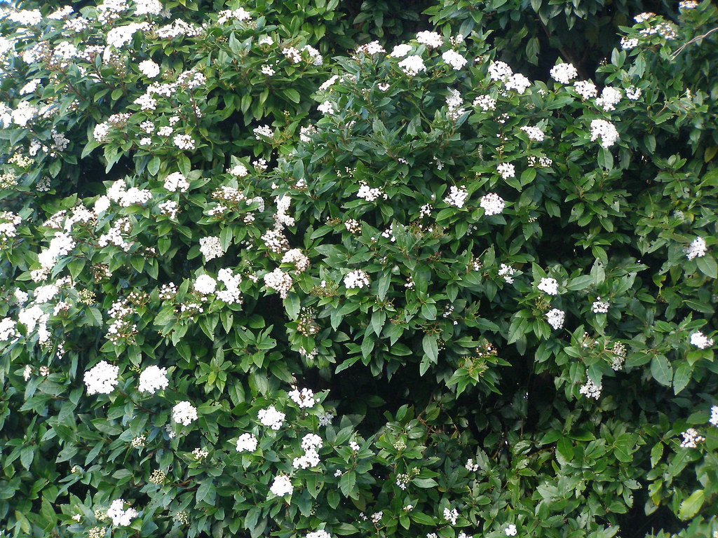 Evergreen Viburnum