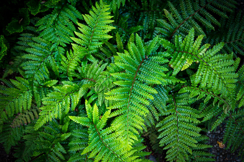 Ferns