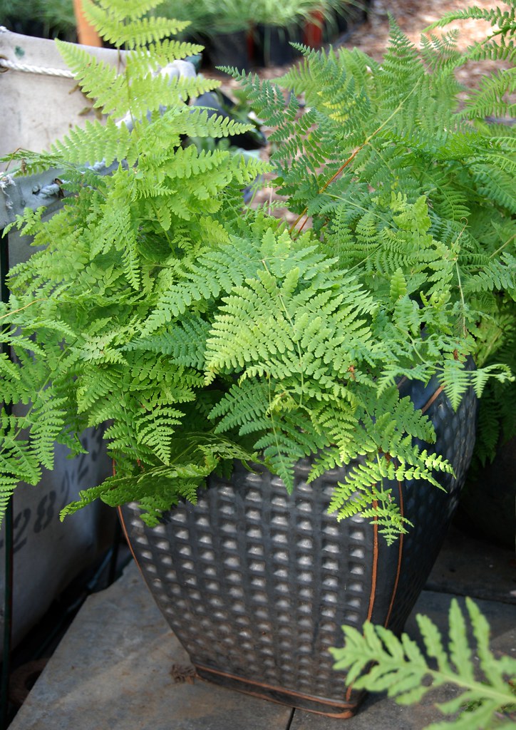 Ferns