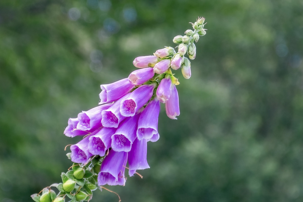 Foxgloves