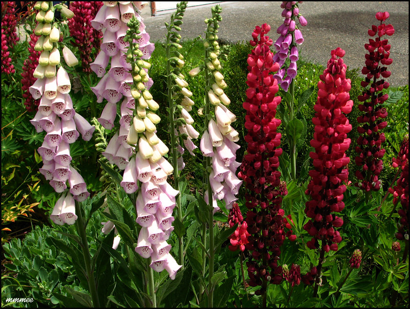 Foxgloves