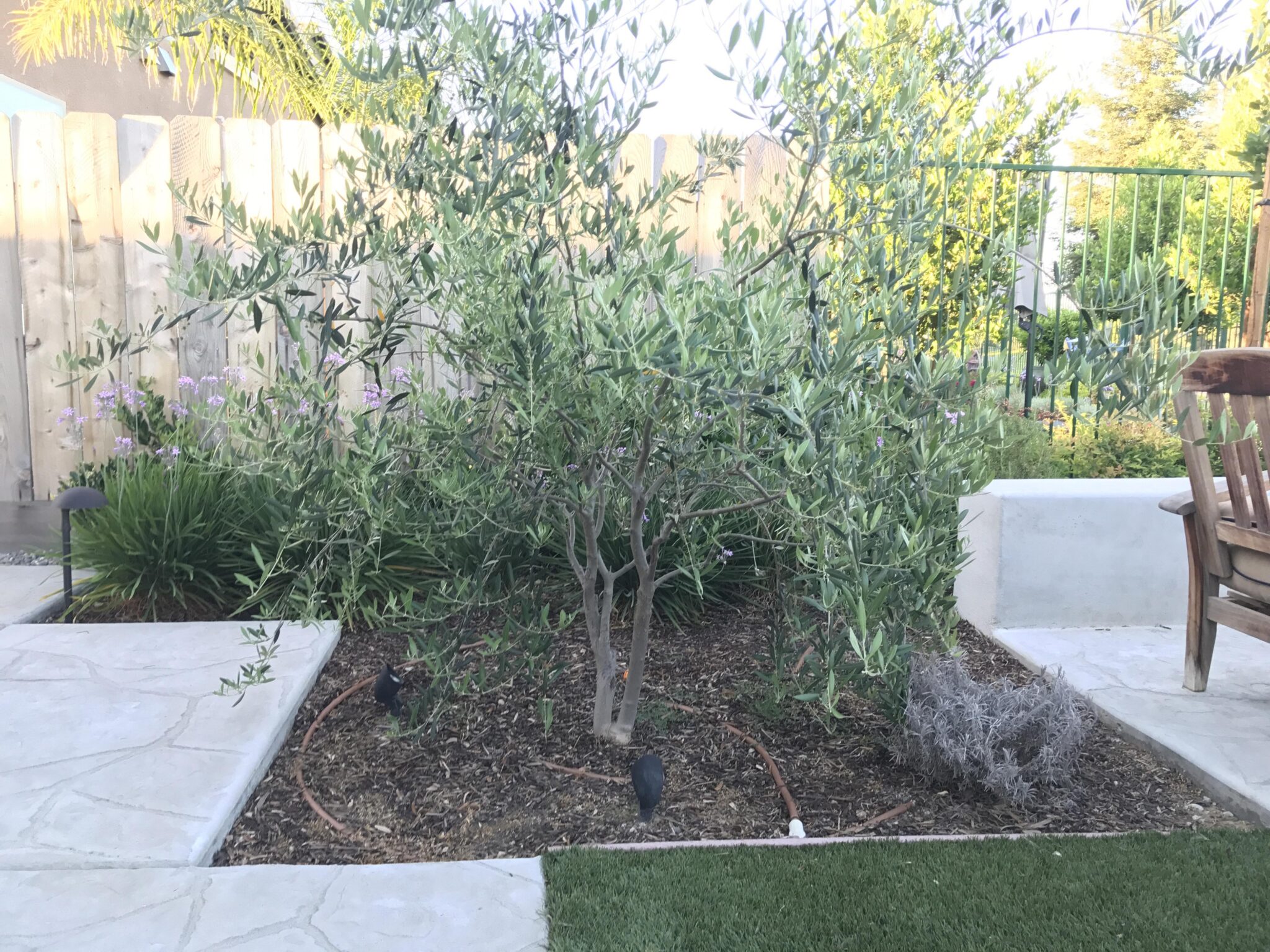 Raised Ridge Tree 6 Lovely Trees Ideal to Grow in Raised Beds