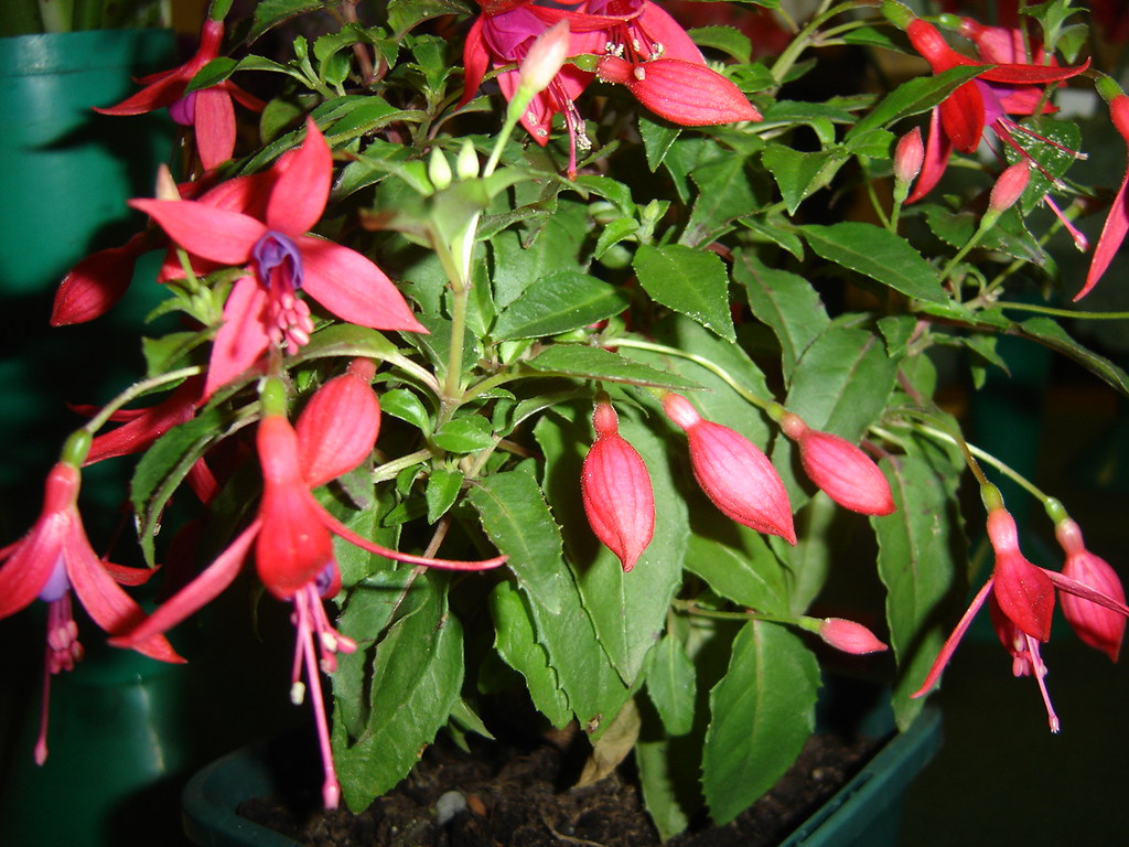 Fuchsias