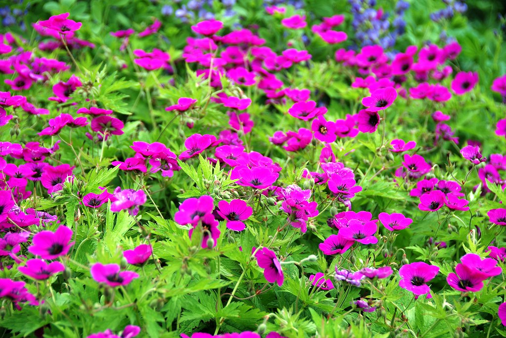 Geraniums