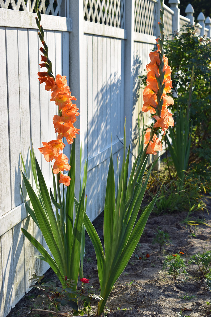 Gladiolus