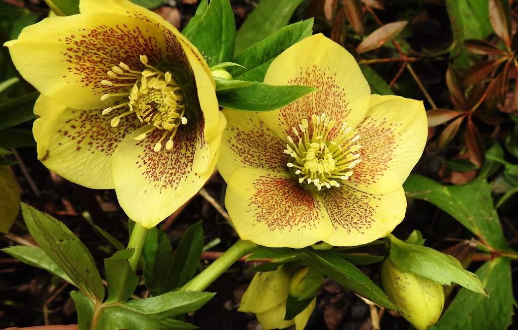 Hellebores