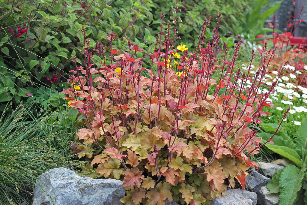 Heuchera