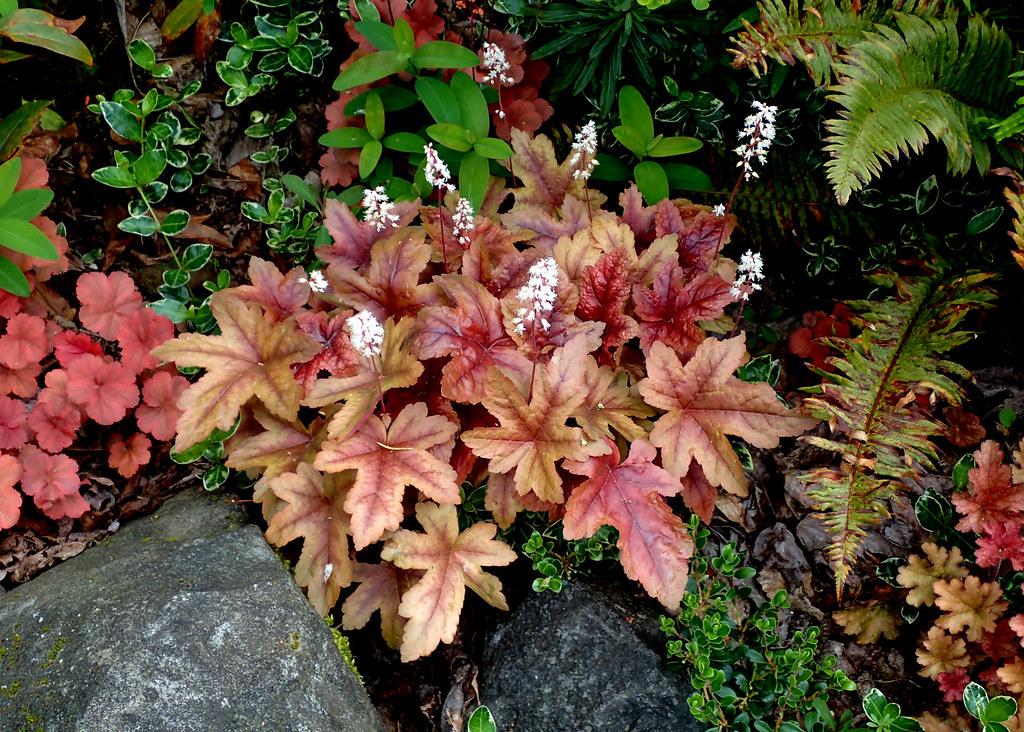 Heucheras