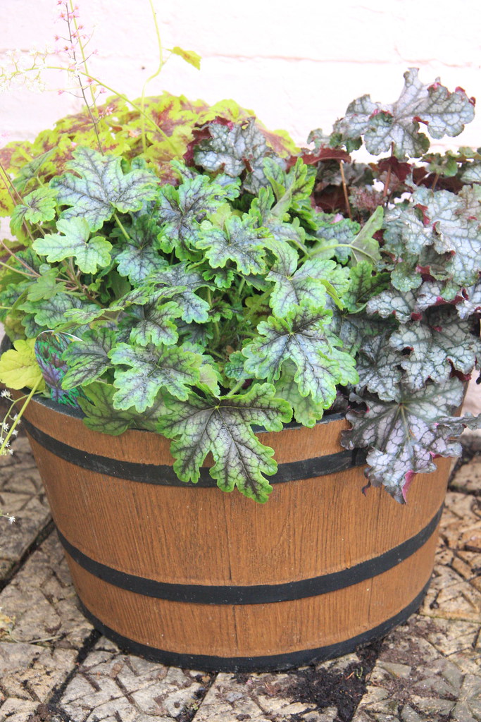 Heucheras