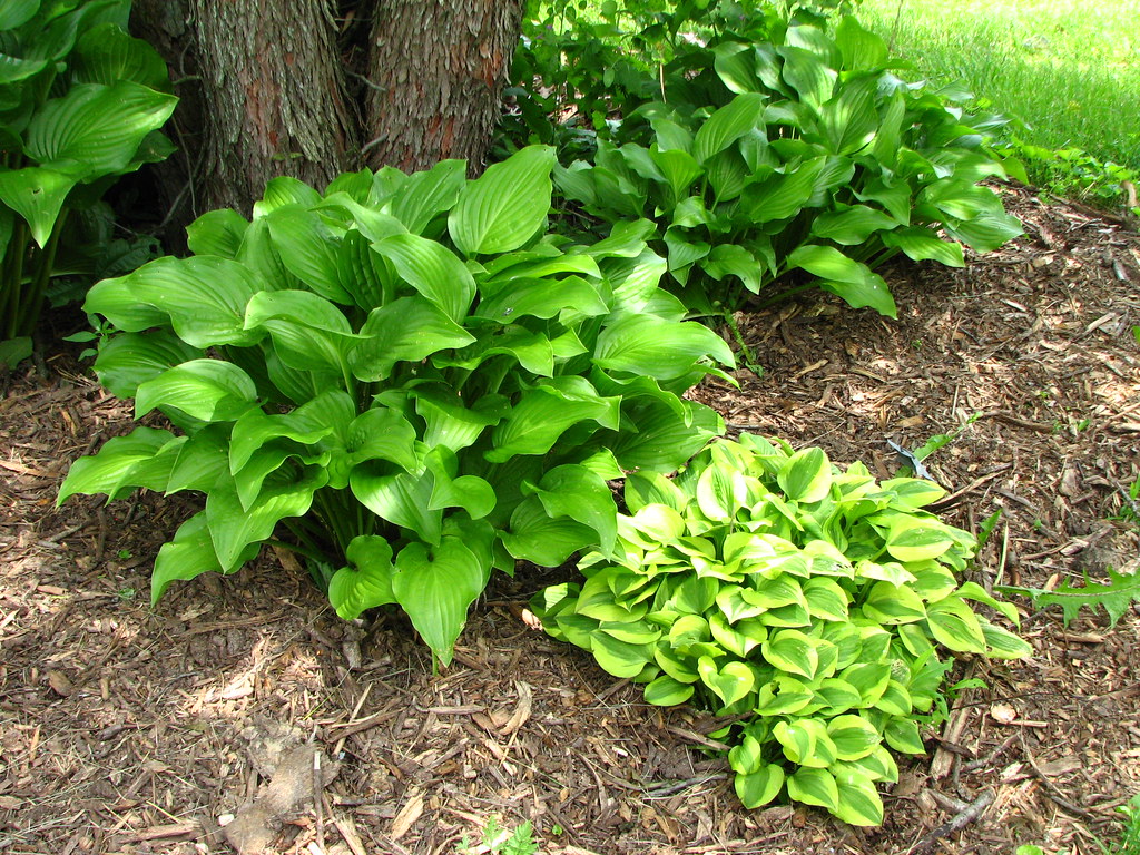 Hostas