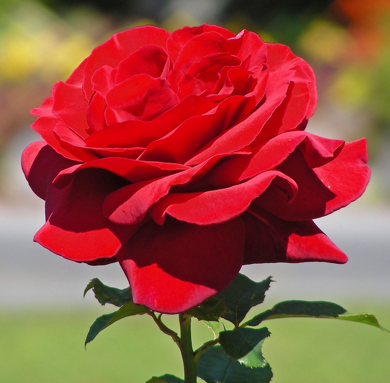 Hybrid Tea Roses